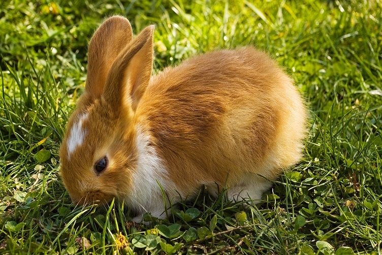 Kaninchen