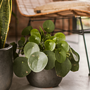 Vorschaubild Vosteen Design Blumentopf / Pflanzgefäß Terrakotta schwarz ø 22 cm x H 19 cm