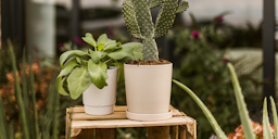 Wikholm form Design Pflanzgefäß / Blumentopf Keramik creme ⌀ 14 x H 15 cm inkl. Untersetzer Wikholm form Design Pflanzgefäß / Blumentopf Keramik creme ⌀ 14 x H 15 cm inkl. UntersetzerZubehörbild