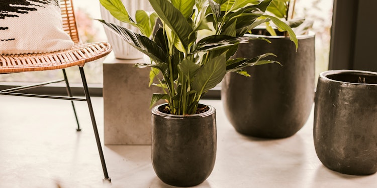 Vosteen Design Blumentopf / Pflanzgefäß Terrakotta schwarz ø 26 cm x H 30 cm