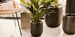 Vosteen Design Blumentopf / Pflanzgefäß Terrakotta schwarz ø 26 cm x H 30 cm Vosteen Design Blumentopf / Pflanzgefäß Terrakotta schwarz ø 26 cm x H 30 cmZubehörbild
