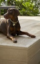 Vorschaubild Millboard Terrassendiele ENHANCED GRAIN Golden Oak 176 x 3600 x 32 mm