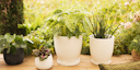 Vorschaubild Wikholm form Design Pflanzgefäß / Blumentopf cremeweiß ⌀ 26 x H 27 cm