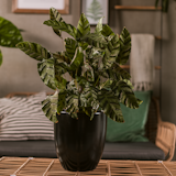 Wikholm form Design Pflanzgefäß / Blumentopf schwarz ⌀ 26 x H 27 cm Wikholm form Design Pflanzgefäß / Blumentopf schwarz ⌀ 26 x H 27 cmZubehörbild