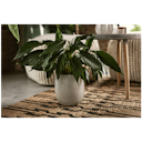 Vorschaubild Vosteen Design Blumentopf /  Pflanzgefäß Terrakotta weiß 3er Set ø 20 cm x H 22 cm, 26 cm x H 30 cm, 36 cm x H 40 cm