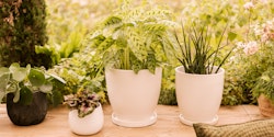 Wikholm form Design Untersetzer 3er Set Creme weiß ⌀ 19/23/28,5 cm 