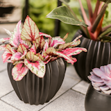 Wikholm form Design Pflanzgefäß / Blumentopf Keramik schwarz ⌀ 15 x H 18 cm Wikholm form Design Pflanzgefäß / Blumentopf Keramik schwarz ⌀ 15 x H 18 cmZubehörbild