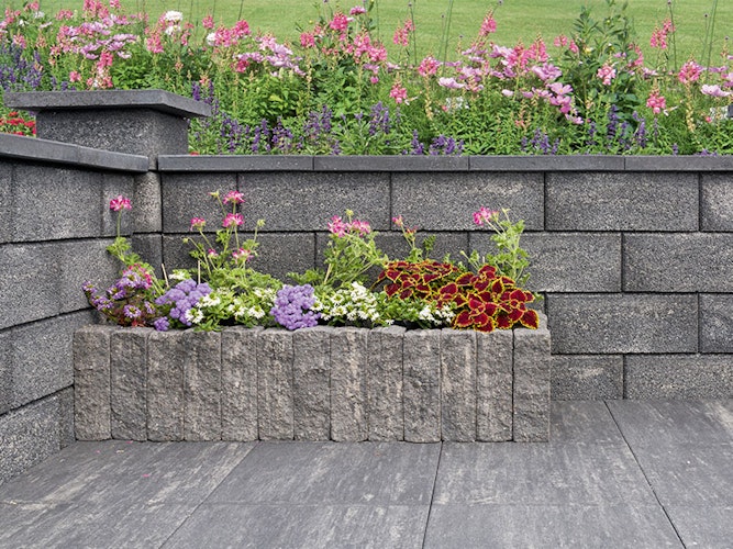 Diephaus Mauerstein COLUNA