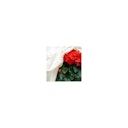 Vorschaubild Noor Winterschutz Rosenhaube 2er Pack