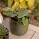 Vorschaubild Wikholm form Design Pflanzgefäß / Metall-Blumentopf 2er Set ø 13 cm x H 13 cm & ø 16 cm x H 16 cm