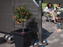 Vorschaubild TraumGarten Weave 880 x 1780/880 mm
