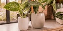 Vorschaubild Vosteen Design Blumentopf /  Pflanzgefäß Terrakotta weiß 3er Set ø 20 cm x H 22 cm, 26 cm x H 30 cm, 36 cm x H 40 cm
